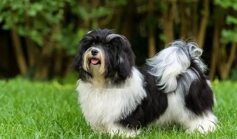 Havanese