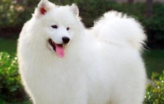 Can Samoyed