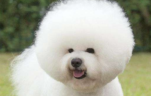 Bichon Bichon