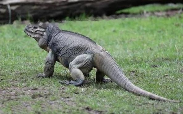 Rhino Rhino