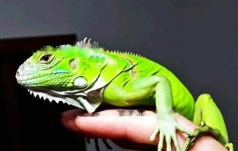 Popularize Popularize