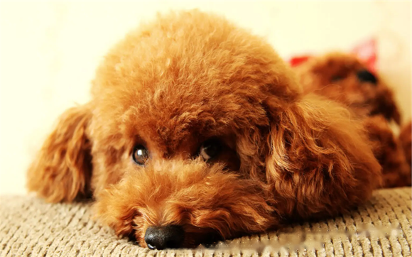 Supplementing Calcium