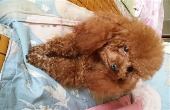 Supplementing Calcium