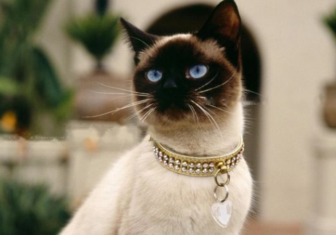 Siamese Siamese