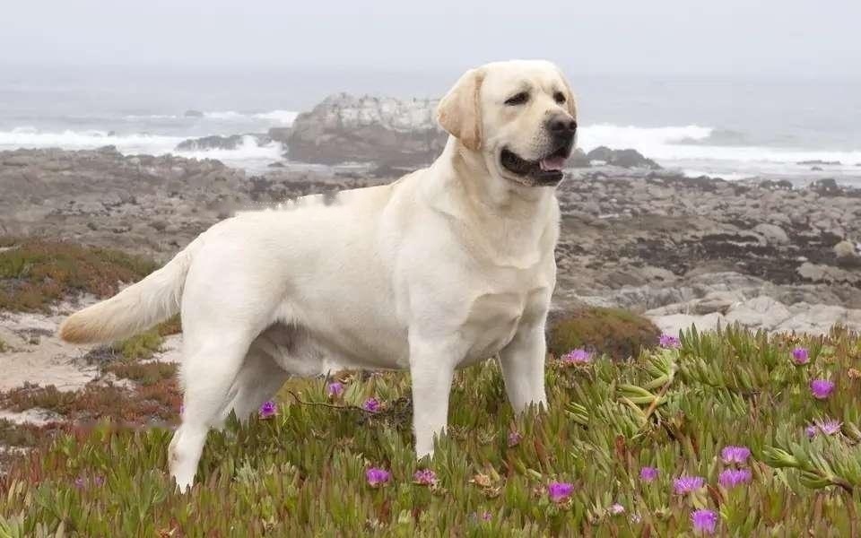 Labrador Labrador