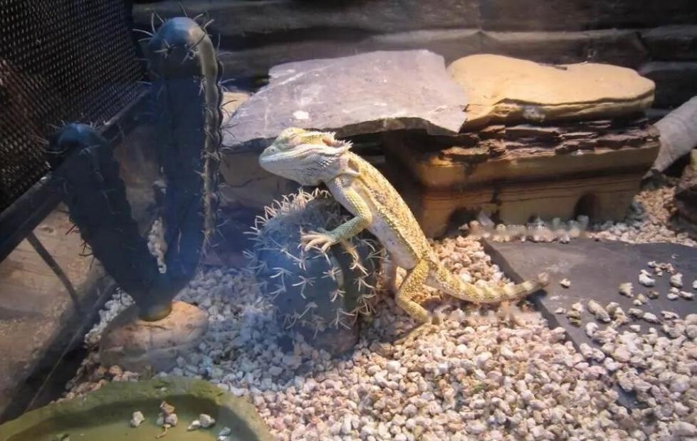 1653361232191373.jpg 4cb324a1cd1e4ea98890eae9aa6de35e.jpg