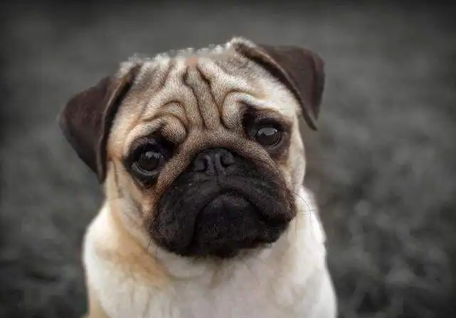 Pugs Pugs