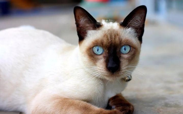 Siamese Siamese
