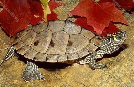 Mississippi Mississippi