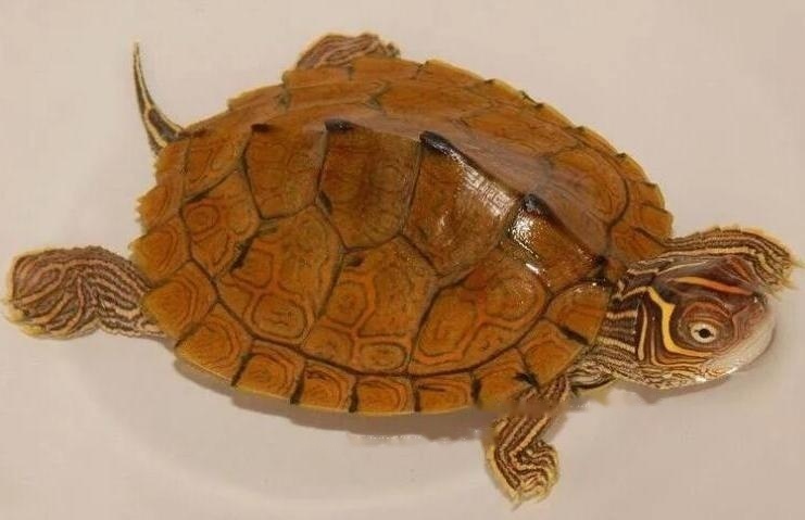 Mississippi Mississippi