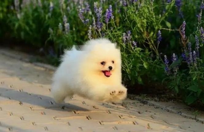 Pomeranian Pomeranian