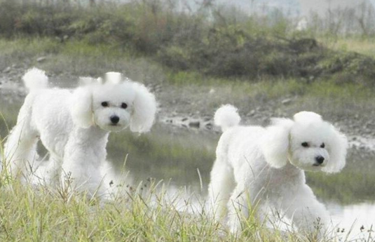 Poodle Poodle