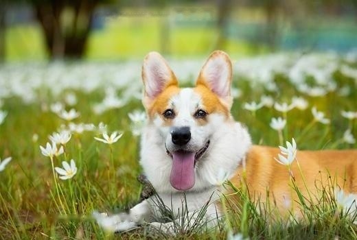 Corgi