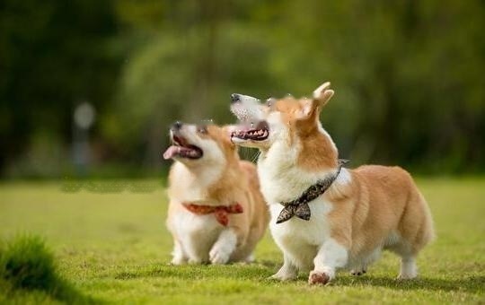 Corgi