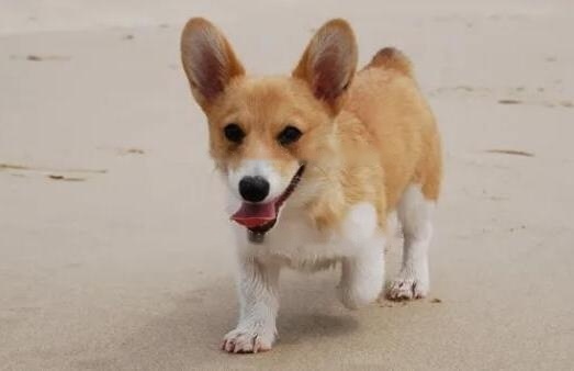 Corgi Corgi