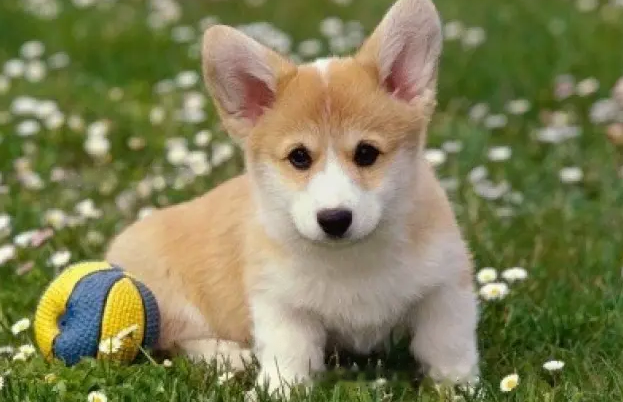 Can Corgi