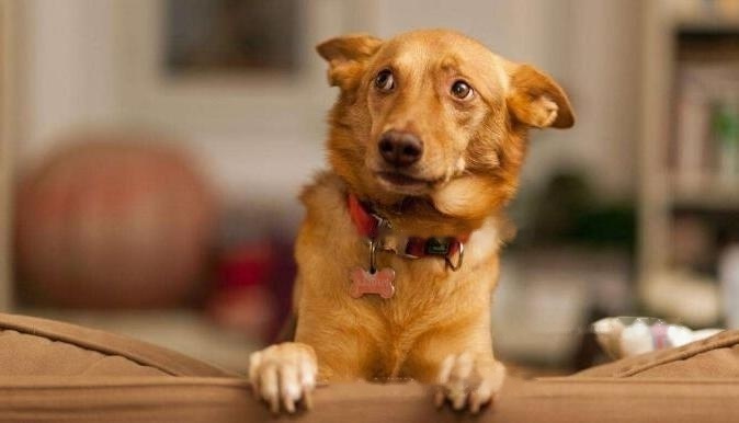 Interpretation Interpretation