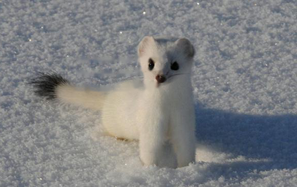 Blindfolded Blindfolded