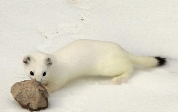 Blindfolded Blindfolded