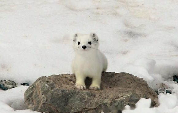 Blindfolded Blindfolded