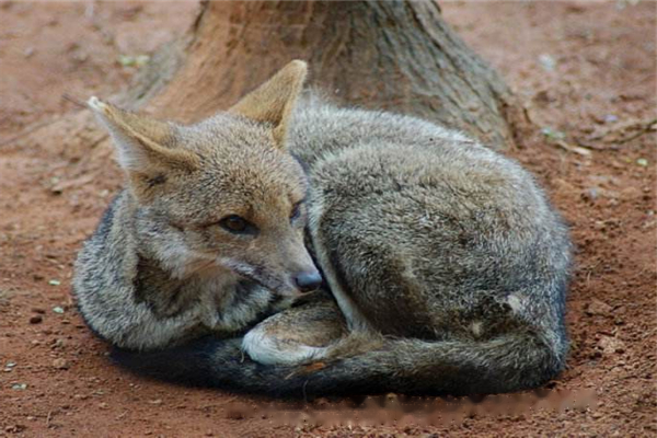 Pseudo-fox Pseudo-saccharides