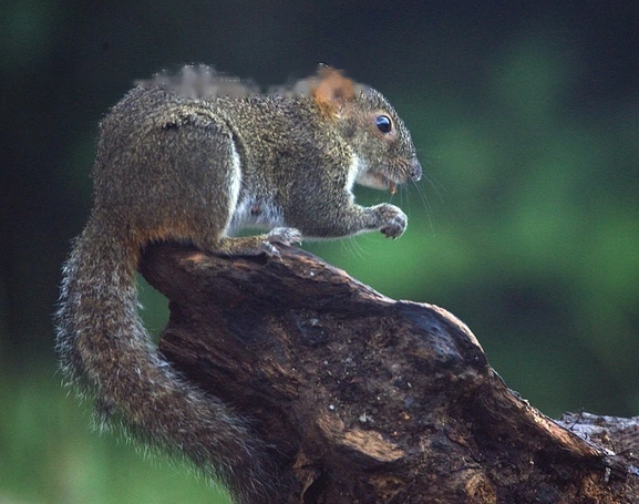 Encyclopedia Encyclopedia