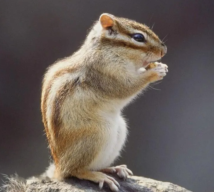 Encyclopedia Encyclopedia