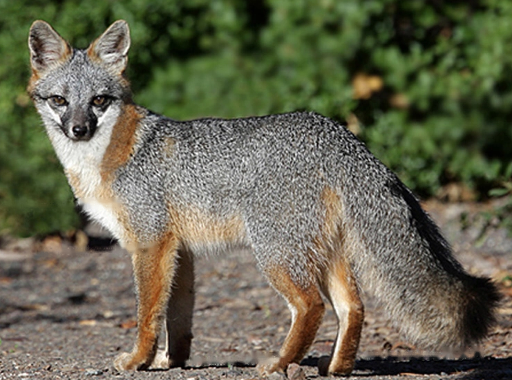 Encyclopedia Encyclopedia