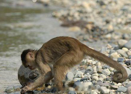 Little White-fronted