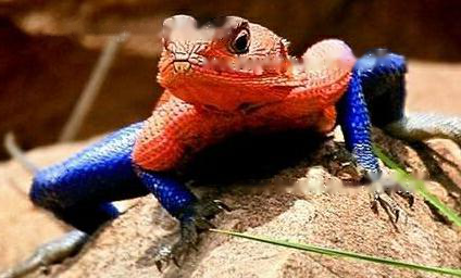 Spider-Man's Spiderman's