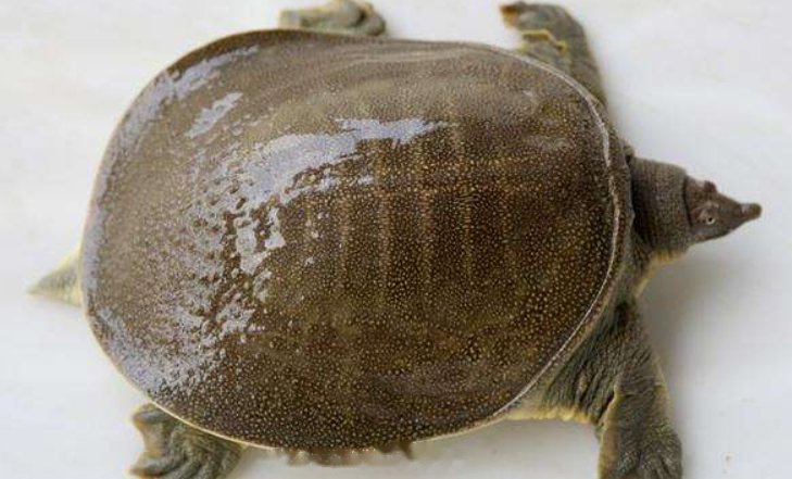 Encyclopedia Chinese