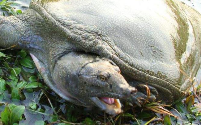 Encyclopedia Chinese