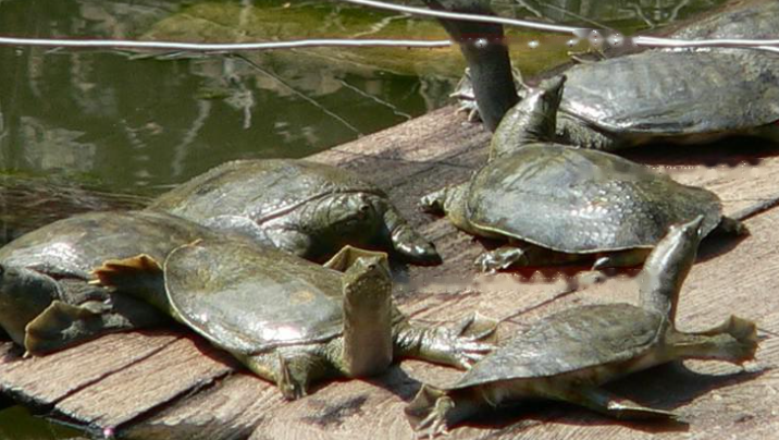 Encyclopedic Chinese