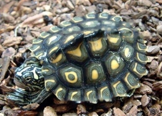 [Original] Sharing of popular science knowledge of ringed map turtles