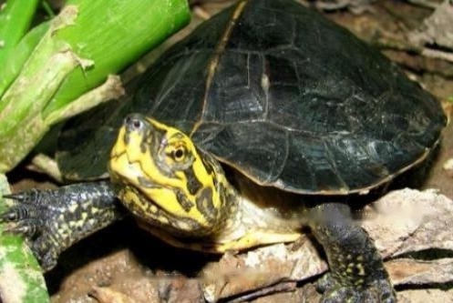 Internationally Internationally