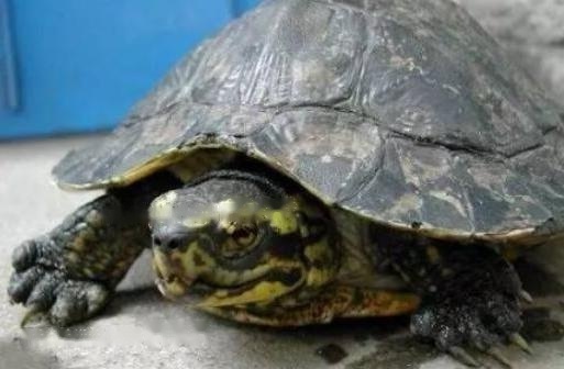 Internationally Internationally