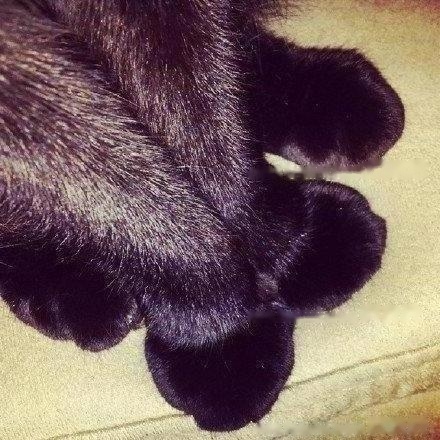 cat paws