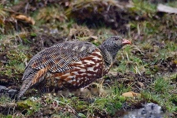 Snowquail