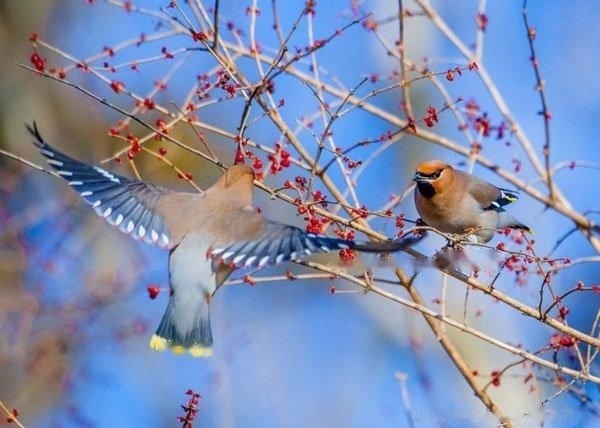 Static view of graceful Waxingbirds