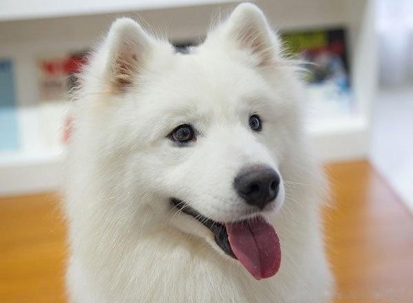 Samoyed