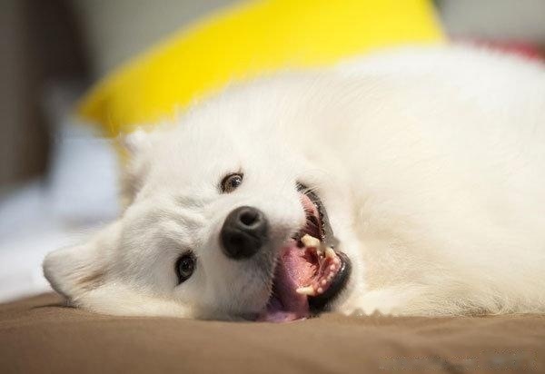 Samoyed