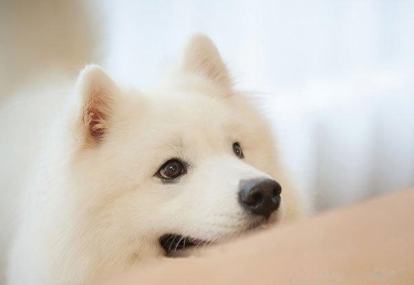 Samoyed