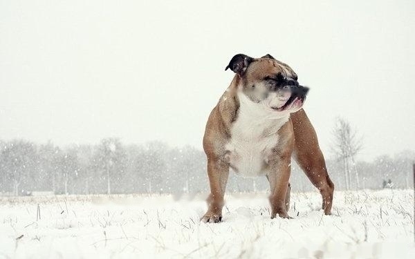 [Bulldog