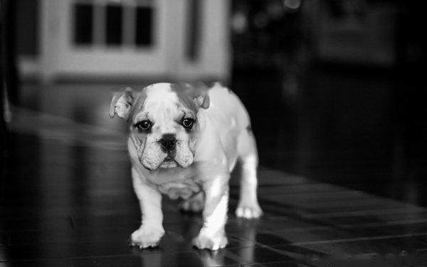 [Bulldog