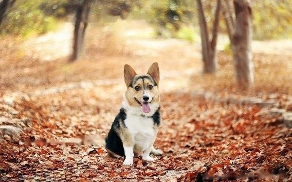 【Corgi