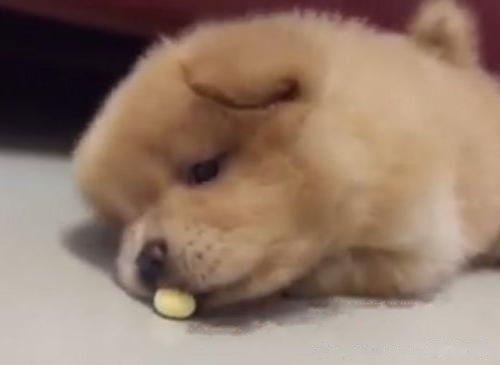 The super cute chow chow almost died of laughter when he ate a small steamed bun