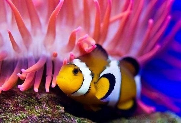 【Clownfish