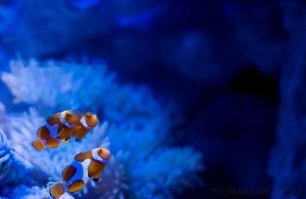 [Clownfish