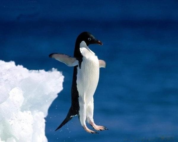 [Penguin