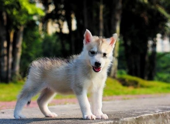 [Husky